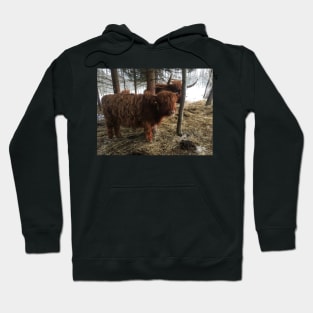 Scottish Highland Cattle Calf 1921 Hoodie